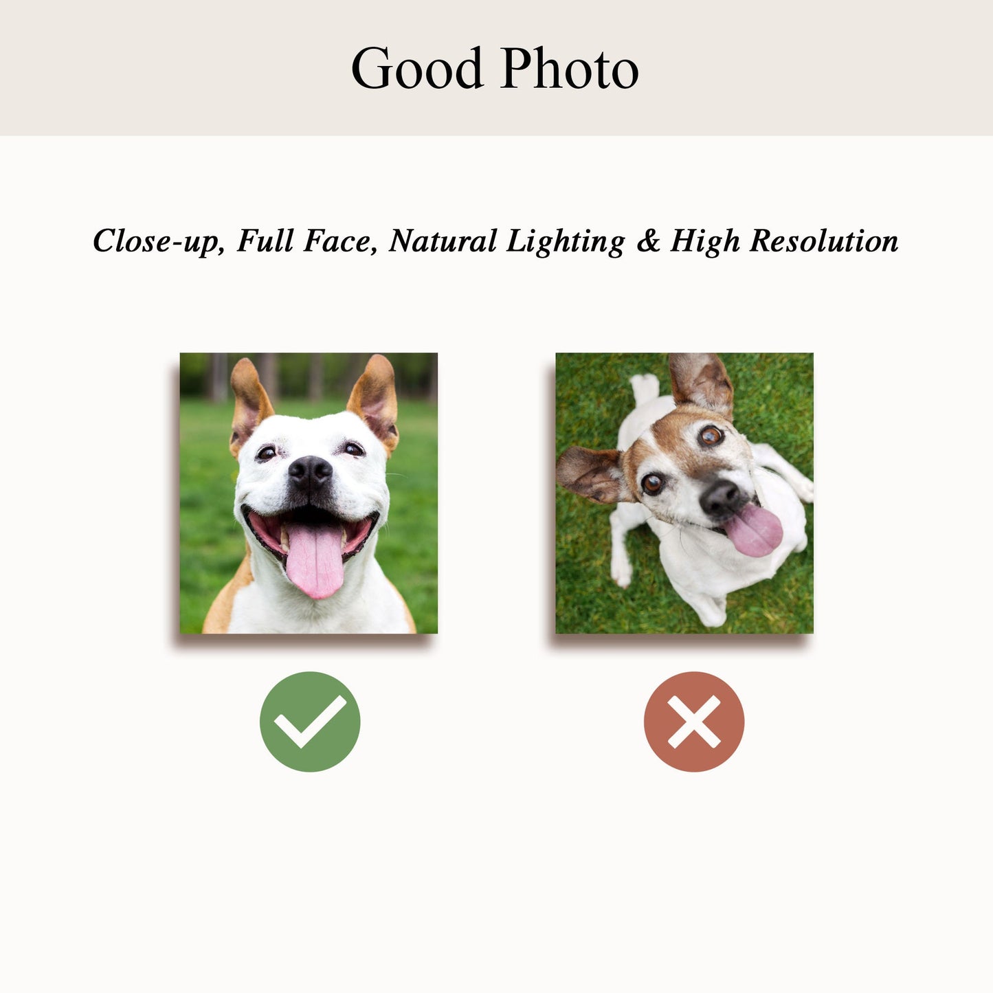 Pet Brothers Pet Portraits