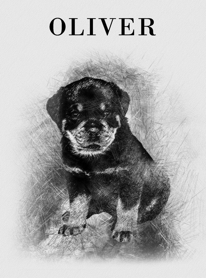 Personalized Sketch Pet Portrait